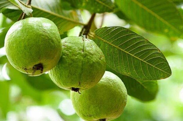 Daun Jambu Biji Memiliki Banyak Fungsi Terutama Untuk Kesehatan Rambut